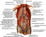 Anatomie: buikwand,rug,rugspier,buikspier,musculus obliquus,musculus transversus,musculus rectus,Poupart,ligamentum inguinalis,lattisimus dorsi,a. epigastrica,serratus anterior,trapezius,gluteus,teres major,teres minor,rhomboideus,supraspinatus,infraspinatus,levetor scapulae